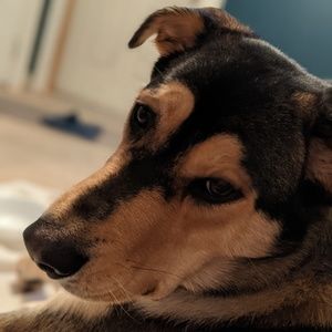 Meet your Posher, Devin